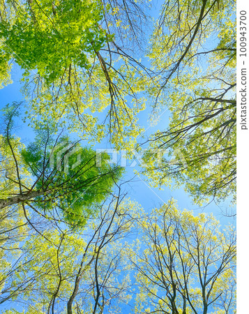 Fresh greenery shining against the blue sky Fresh greenery shining against the blue sky 100943700