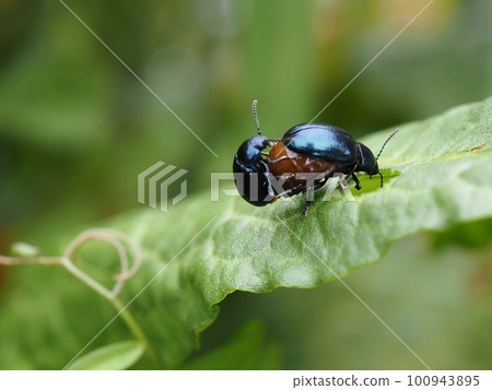藍葉甲蟲在葉子上交配 Small leaf beetle 藍葉甲蟲在葉子上交配 Small leaf beetle 100943895