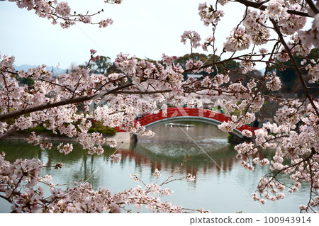 Spring in Habu Park 100943914