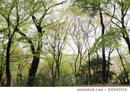Fresh green trees spring scenery 100943916