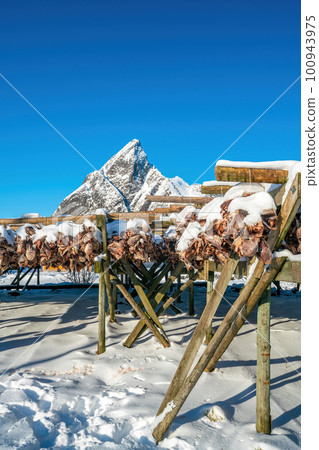 Arctic cod at Lofoten in Norway, Europe Arctic cod at Lofoten in Norway, Europe 100943975