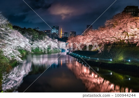 Chidorigafuchi 櫻花點亮 2023 100944244