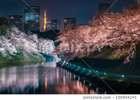 Chidorigafuchi 櫻花點亮 2023 Chidorigafuchi 櫻花點亮 2023 100944245