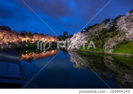 Chidorigafuchi 櫻花點亮 2023 100944249
