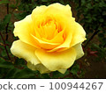 Yellow rose 100944267