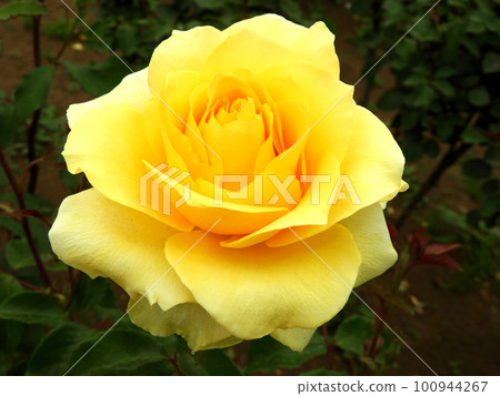 Yellow rose Yellow rose 100944267