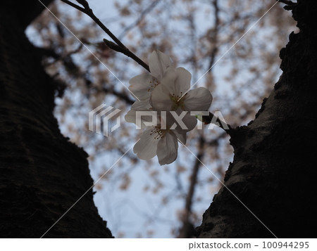 盛開在樹幹的櫻花 100944295