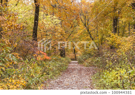 221018 Wasabi flat z286 100944381