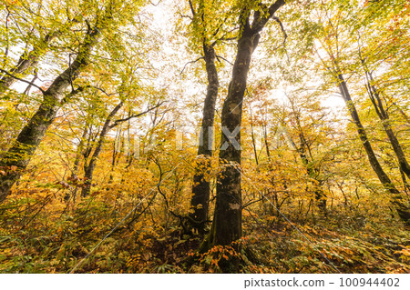 221018 wasabi flat s188 100944402