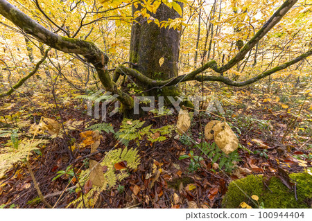 221018 wasabi flat s186 100944404