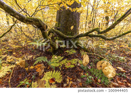 221018 wasabi flat s185 100944405