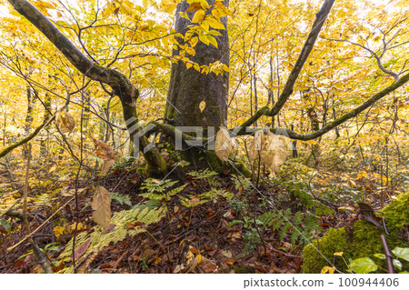 221018 wasabi flat s184 100944406