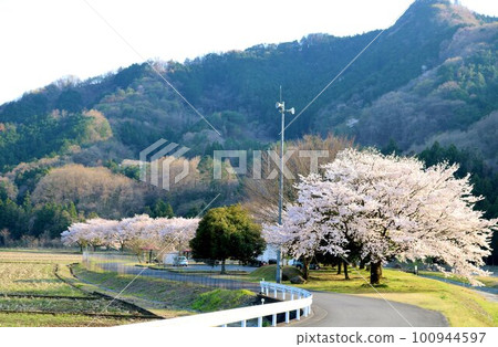 Cherry blossoms gently blooming along the river Spring scenery in the countryside 100944597