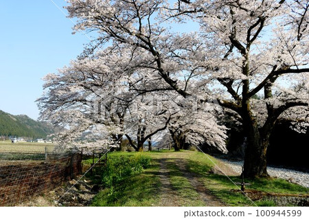 櫻花在河邊緩緩綻放 鄉村的春景 櫻花在河邊緩緩綻放 鄉村的春景 100944599