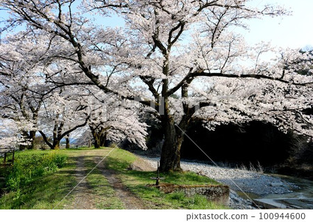 櫻花在河邊緩緩綻放 鄉村的春景 櫻花在河邊緩緩綻放 鄉村的春景 100944600