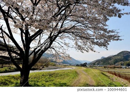 櫻花在河邊緩緩綻放 鄉村的春景 櫻花在河邊緩緩綻放 鄉村的春景 100944601