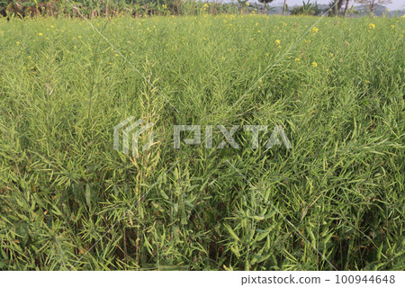 mustard farm on field for harvest are cash crops mustard farm on field for harvest are cash crops 100944648