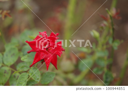 荒尾市少女公民花壇玫瑰花, 荒尾市少女公民花壇玫瑰花, 100944851
