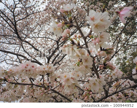 櫻花盛開 100944952