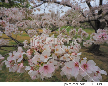 櫻花的風景 100944953