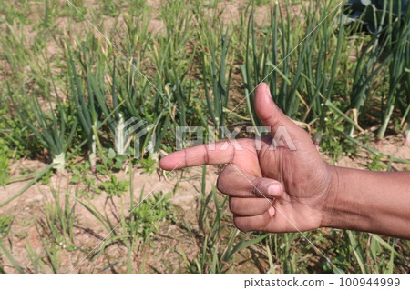 finger sign for deaf people with onion farm finger sign for deaf people with onion farm 100944999