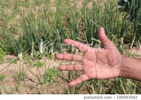 finger sign for deaf people with onion farm finger sign for deaf people with onion farm 100945002