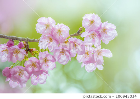 Yokozakura 100945034
