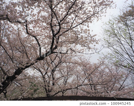 Looking up at the cherry blossoms Looking up at the cherry blossoms 100945245
