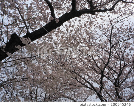 Looking up at the cherry blossoms 100945246