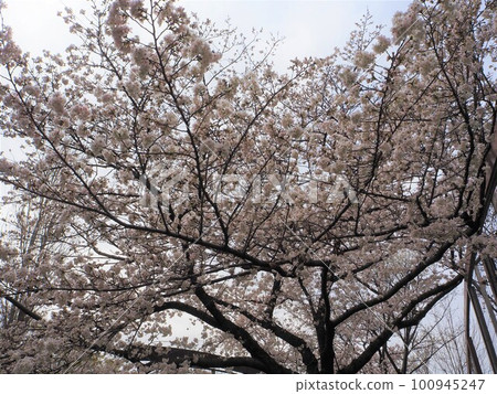 Looking up at the cherry blossoms Looking up at the cherry blossoms 100945247