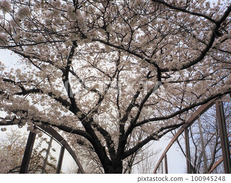 Cherry tree in full bloom  100945248
