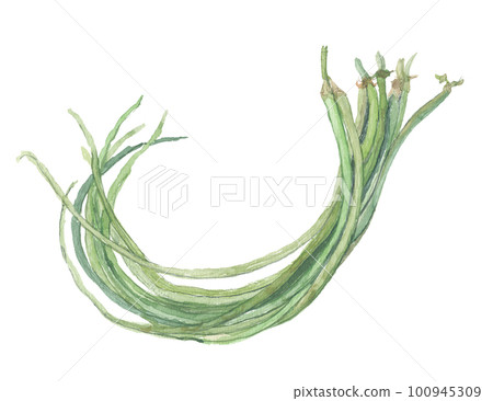 Juuroku bean, 16 radish beans, and fulo beans painted in watercolor Juuroku bean, 16 radish beans, and fulo beans painted in watercolor 100945309