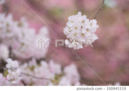櫻桃樹 100945319