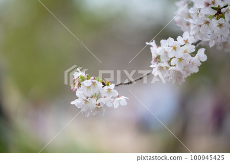 Cherry Blossoms	 100945425