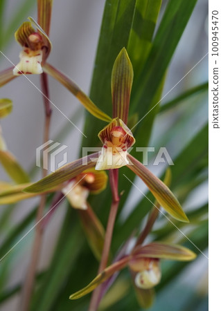 Harukanran (spring cold orchid) flower 100945470
