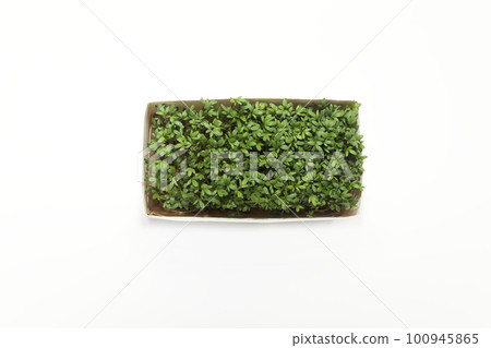 Isolated Edible Hairy Green Bittercresses, Cardamine Hirsuta Plant In Paper Box, Package On White Background, Tender Greens, Common Weed, Herb in Mustard Family Brassicaceae. Horizontal, Copy space. Isolated Edible Hairy Green Bittercresses, Cardamine Hirsuta Plant In Paper Box, Package On White Background, Tender Greens, Common Weed, Herb in Mustard Family Brassicaceae. Horizontal, Copy space. 100945865