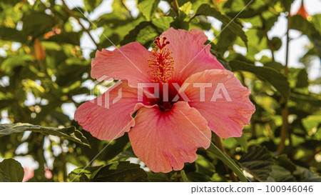 beautiful Hibiscus flowers in a pot isolated on white background beautiful Hibiscus flowers in a pot isolated on white background 100946046