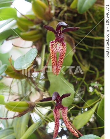 Bulbophyllum lasiochilum 花 100946371