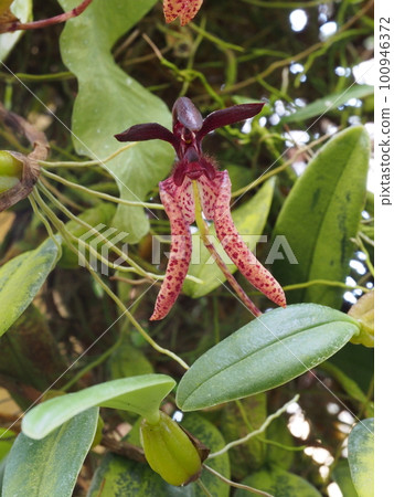 Bulbophyllum lasiochilum 花 Bulbophyllum lasiochilum 花 100946372