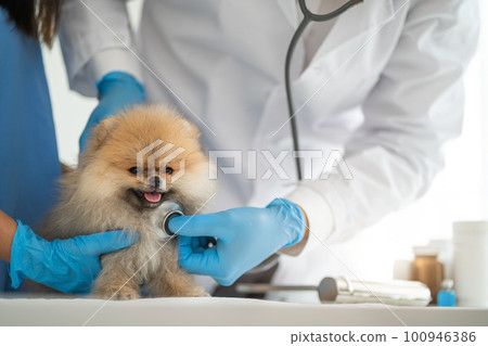 Examine the veterinarian's breath in work clothes, listen to the breath of a small dog, veterinary clinic, pet care concept. Examine the veterinarian's breath in work clothes, listen to the breath of a small dog, veterinary clinic, pet care concept. 100946386