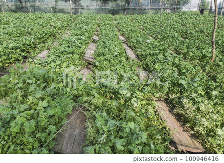 farm where snails are grown, mollusks hide under the boards 100946416