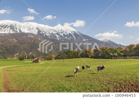 cows graze in a pasture at the foot of the Alps cows graze in a pasture at the foot of the Alps 100946453