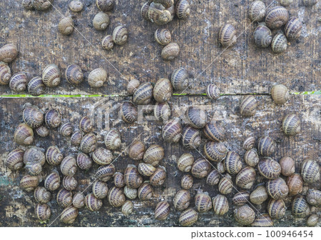 many snails sit on a wooden shield on the farm where they are grown 100946454