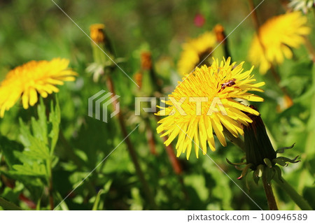  Dandelion 100946589