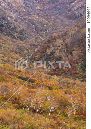 221022 Wasabi flat g137 100946624