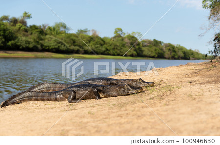 Yacare caimans lying on a sandy river bank Yacare caimans lying on a sandy river bank 100946630