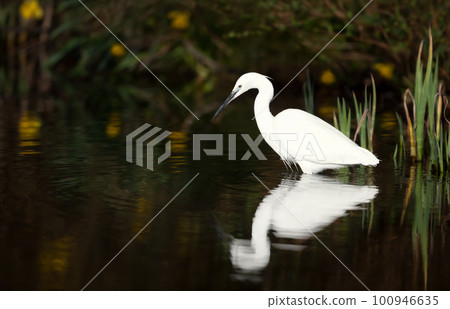 Little egret fishing in a pond Little egret fishing in a pond 100946635