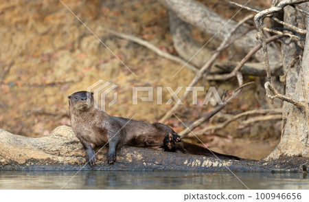 Neotropical otter lying on a falling tree on a riverbank Neotropical otter lying on a falling tree on a riverbank 100946656