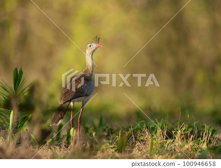 Red legged seriema standing in a grass field 100946658