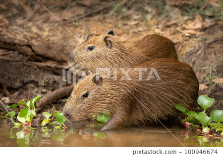 Close up of two small Capybaras on a river bank 100946674